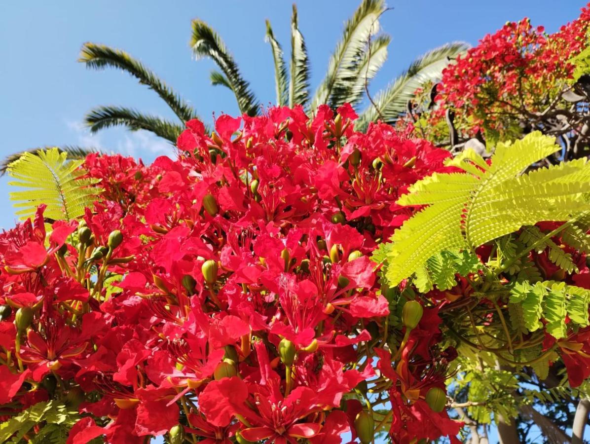 San Marino Los Cristianos Center Apartment 阿罗纳 外观 照片